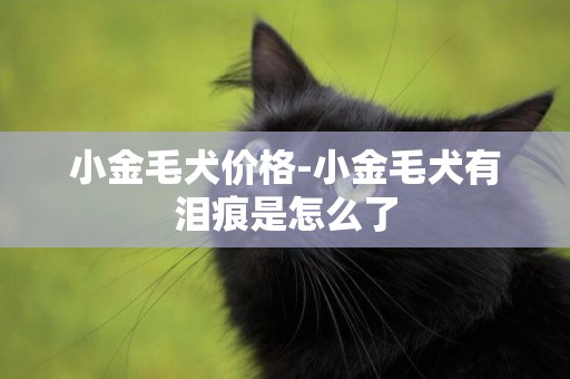 小金毛犬價格-小金毛犬有淚痕是怎么了