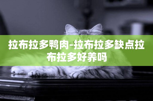 拉布拉多鴨肉-拉布拉多缺點拉布拉多好養嗎