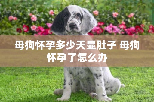 母狗懷孕多少天顯肚子 母狗懷孕了怎么辦