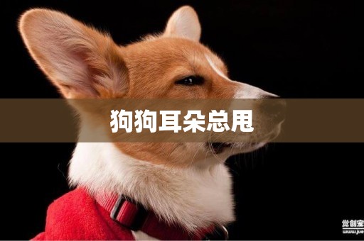 狗狗耳朵總甩