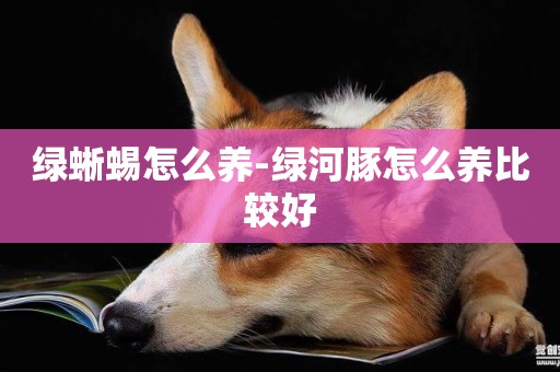 綠蜥蜴怎么養-綠河豚怎么養比較好