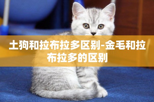 土狗和拉布拉多區別-金毛和拉布拉多的區別