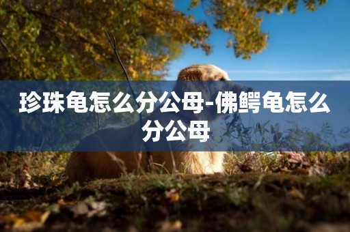 珍珠龜怎么分公母-佛鱷龜怎么分公母