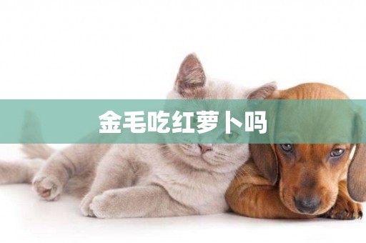 金毛吃紅蘿卜嗎