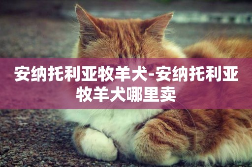 安納托利亞牧羊犬-安納托利亞牧羊犬哪里賣