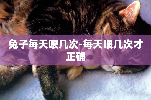 兔子每天喂幾次-每天喂幾次才正確