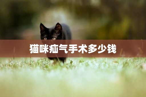 貓咪疝氣手術多少錢