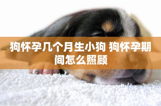 狗懷孕幾個月生小狗 狗懷孕期間怎么照顧