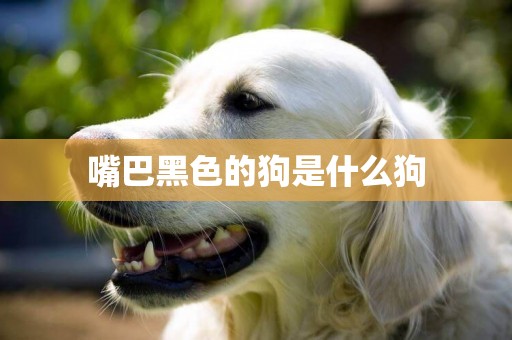 嘴巴黑色的狗是什么狗