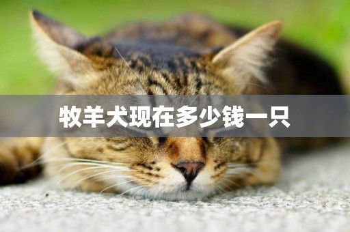 牧羊犬現在多少錢一只