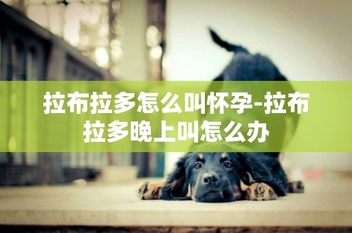 拉布拉多怎么叫懷孕-拉布拉多晚上叫怎么辦