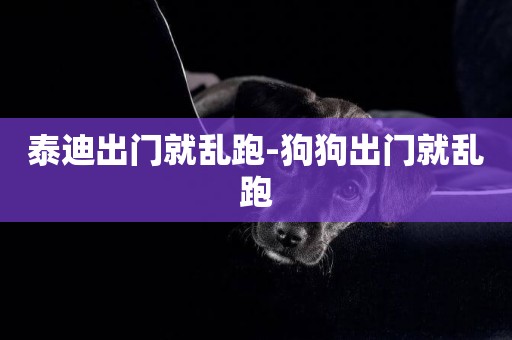 泰迪出門就亂跑-狗狗出門就亂跑