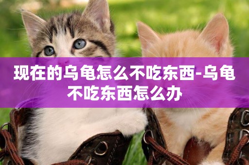 現在的烏龜怎么不吃東西-烏龜不吃東西怎么辦
