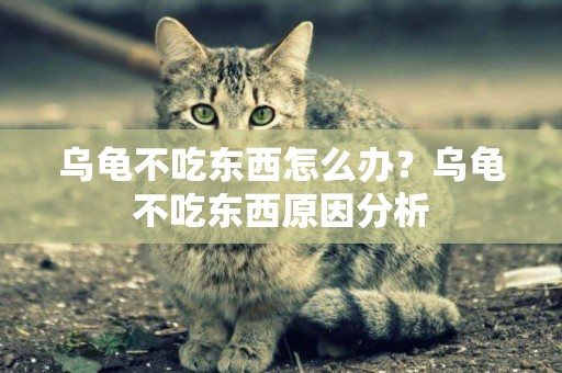 烏龜不吃東西怎么辦？烏龜不吃東西原因分析