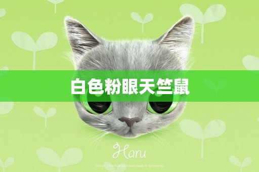 白色粉眼天竺鼠