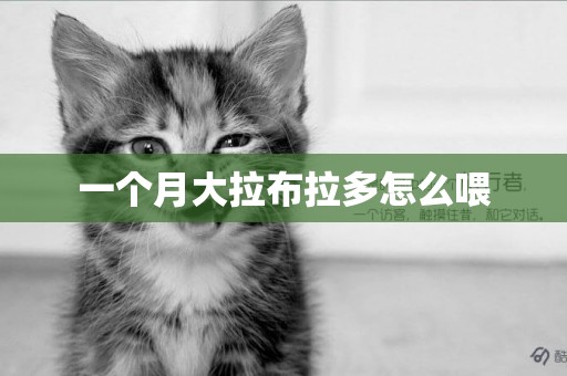 一個月大拉布拉多怎么喂