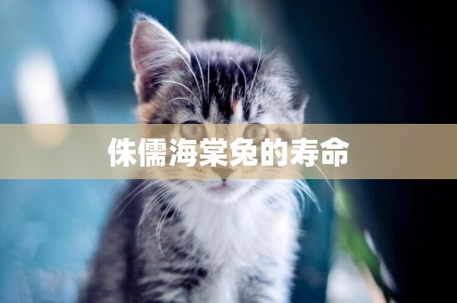 侏儒海棠兔的壽命