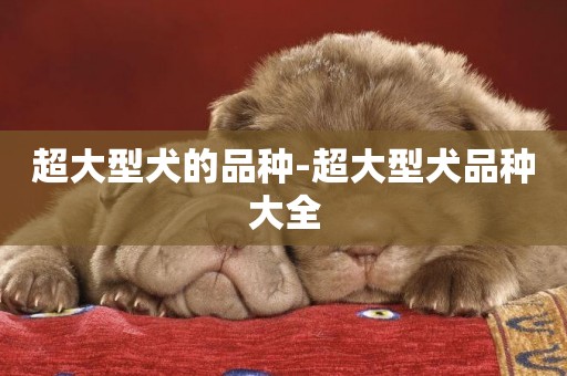 超大型犬的品種-超大型犬品種大全