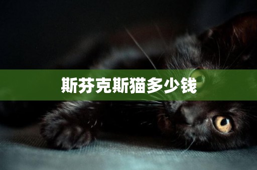 斯芬克斯貓多少錢