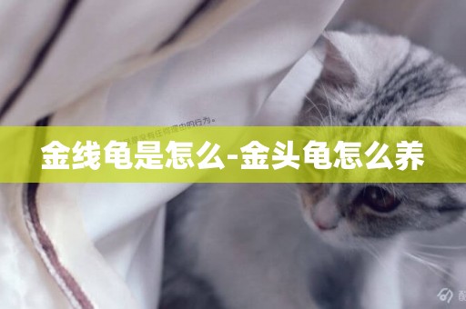 金線龜是怎么-金頭龜怎么養
