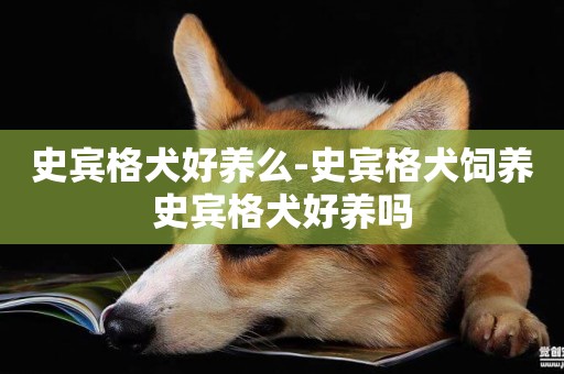 史賓格犬好養么-史賓格犬飼養史賓格犬好養嗎