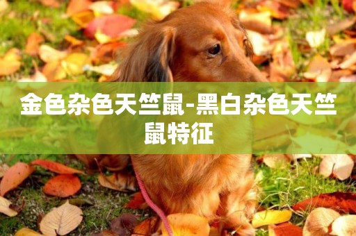 金色雜色天竺鼠-黑白雜色天竺鼠特征