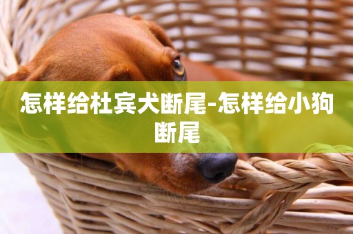 怎樣給杜賓犬斷尾-怎樣給小狗斷尾