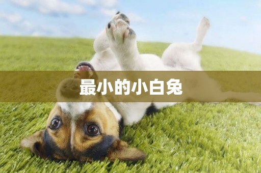 最小的小白兔