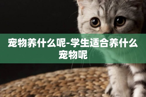 寵物養什么呢-學生適合養什么寵物呢