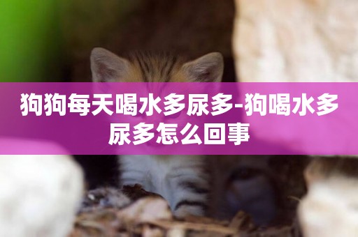 狗狗每天喝水多尿多-狗喝水多尿多怎么回事