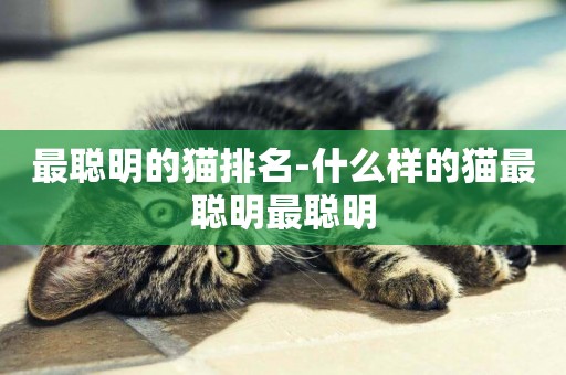 最聰明的貓排名-什么樣的貓最聰明最聰明