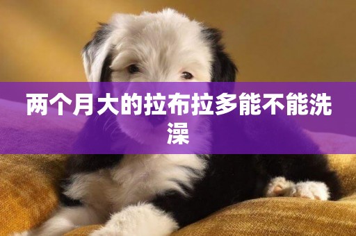 兩個月大的拉布拉多能不能洗澡