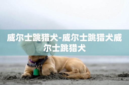 威爾士跳獵犬-威爾士跳獵犬威爾士跳獵犬
