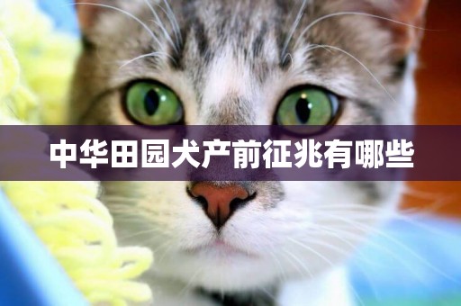 中華田園犬產前征兆有哪些
