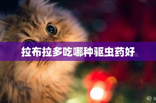 拉布拉多吃哪種驅蟲藥好