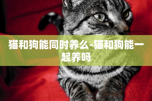 貓和狗能同時養么-貓和狗能一起養嗎