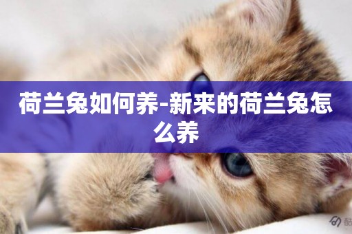 荷蘭兔如何養-新來的荷蘭兔怎么養