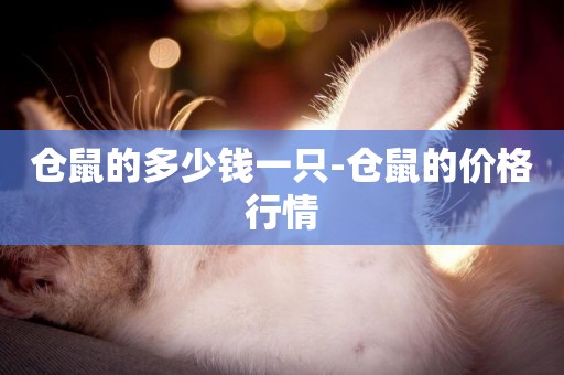 倉鼠的多少錢一只-倉鼠的價格行情