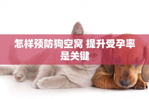 怎樣預防狗空窩 提升受孕率是關鍵