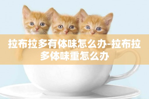 拉布拉多有體味怎么辦-拉布拉多體味重怎么辦