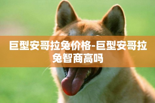 巨型安哥拉兔價格-巨型安哥拉兔智商高嗎