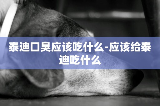 泰迪口臭應該吃什么-應該給泰迪吃什么