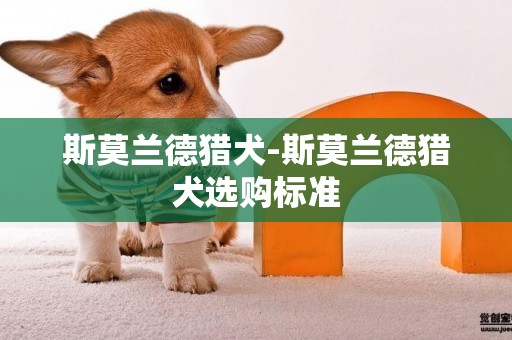 斯莫蘭德獵犬-斯莫蘭德獵犬選購標準