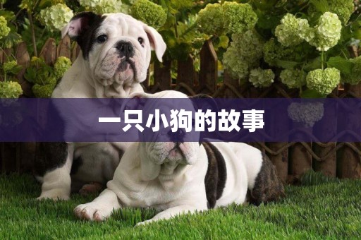 一只小狗的故事