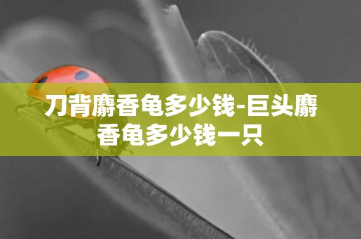刀背麝香龜多少錢-巨頭麝香龜多少錢一只