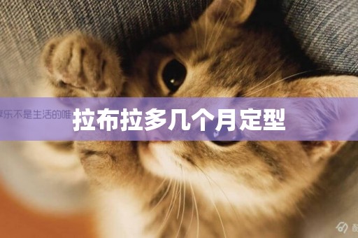 拉布拉多幾個月定型