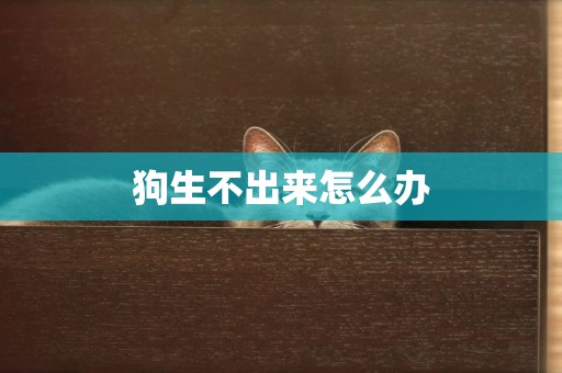 狗生不出來怎么辦