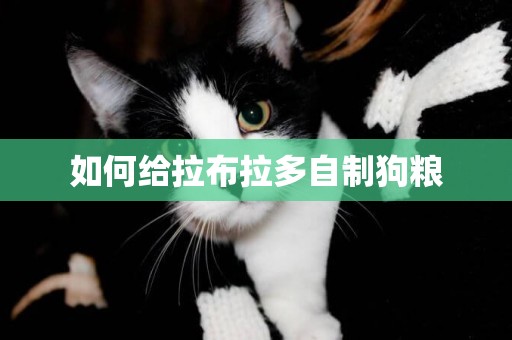 如何給拉布拉多自制狗糧