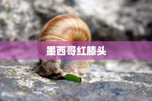 墨西哥紅膝頭