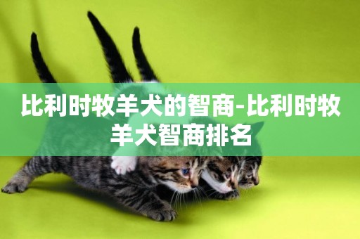 比利時牧羊犬的智商-比利時牧羊犬智商排名